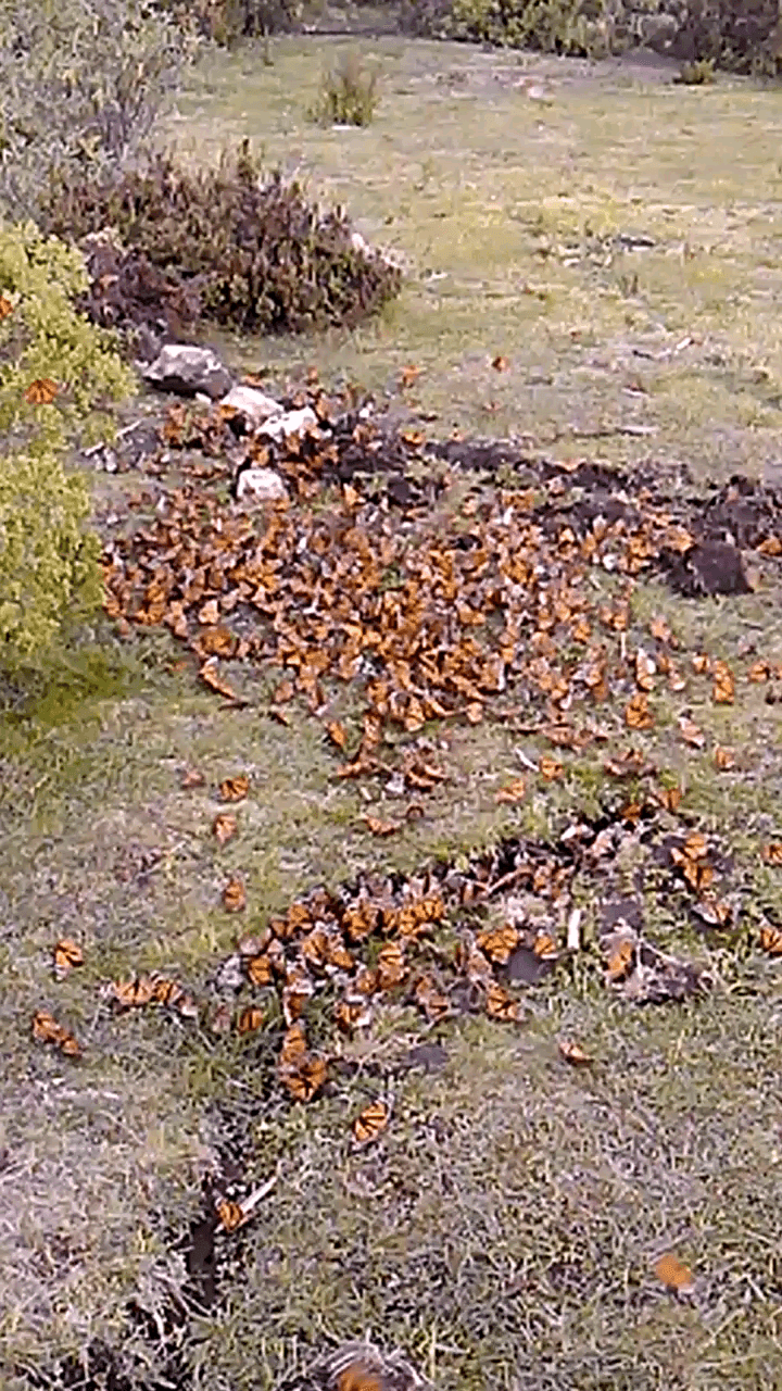 Monarch Butterflies drinking water, El Rosario, Mexico