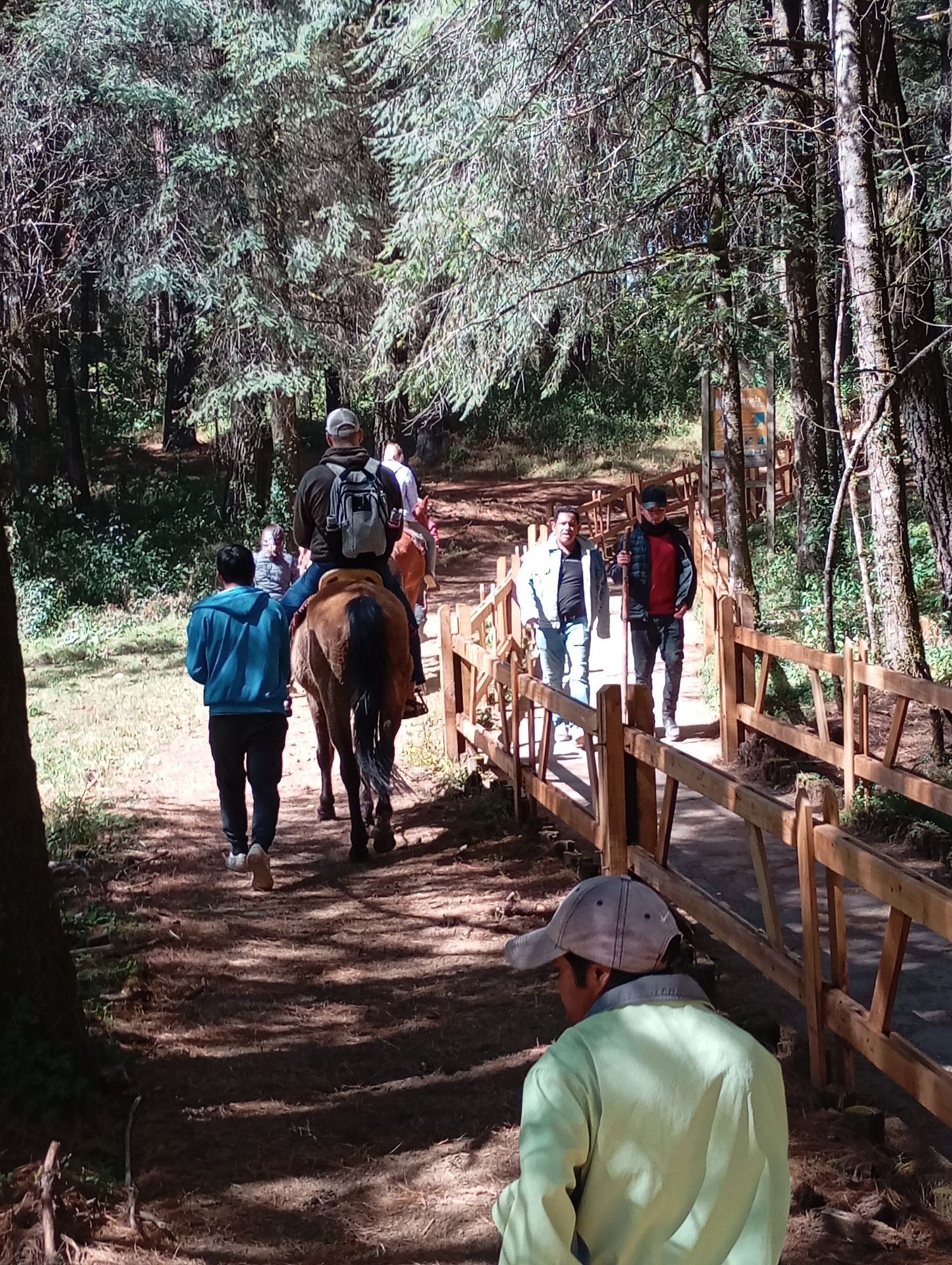 Monarch butterfly sanctuary Piedra herrada